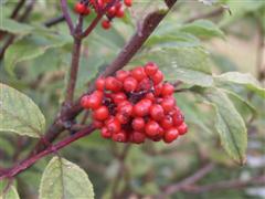 Nahaufnahme von Vogelbeeren